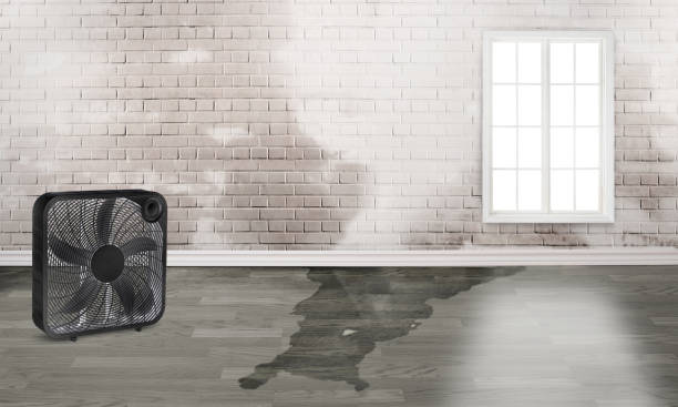 Best Mold removal after water damage  in Benavides, TX